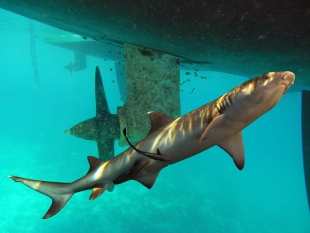 Натуралистам впервые удалось заснять детёныша белой акулы