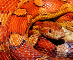 Австралийские учёные предложили разводить змей вместо домашнего скота