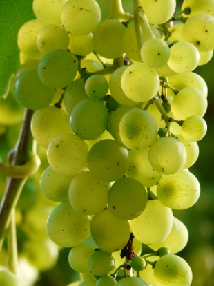 Врач Утюмова назвала виноград вредной ягодой