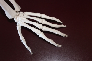 Волгоградские учёные создали гель, регенерирующий кости