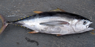 The Japan Times: в Японии тунца продали за 72 миллиона рублей