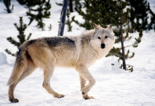 В Курганской области волк загрыз 60-летнюю женщину