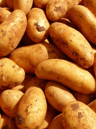 В России разработали высокоэффективный препарат по защите картофеля от парши