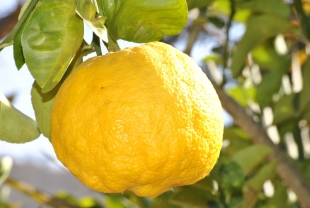 Британский аукционный дом продал 285-летний лимон за 160 тысяч рублей
