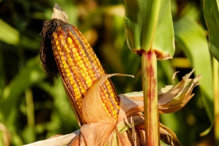 Сибирские учёные смогли повысить урожайность кукурузы в 2 раза