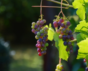 Учёные: виноград способен продлить жизнь на 4-5 лет