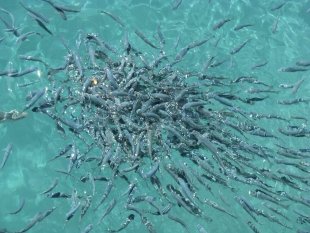 Учёные проанализировали рыбные запасы Енисейского залива