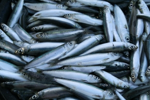 Врач Павлова советует есть мелкую морскую рыбу для крепкого здоровья