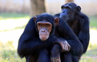Малайзия собирается дарить орангутанов покупателям пальмового масла