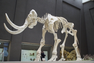 В австрийском погребе найдены кости нескольких мамонтов
