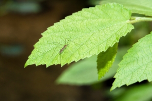 Созданы эффективные ловушки с человеческим запахом для комаров