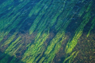 Учёные: водоросли способствуют охлаждению Земли