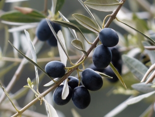 В оливках обнаружена кислота, помогающая сбросить вес