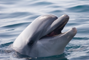 Учёные создали материал, аналогичный коже дельфина
