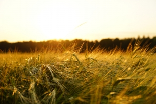 Созданный в РФ озимый сорт пшеницы побил все рекорды по урожайности