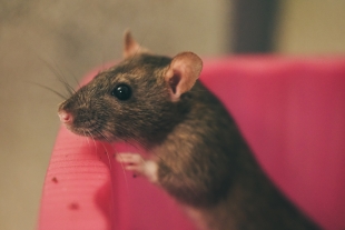 Великобританию атакуют крысы-мутанты, которых нельзя убить обычным ядом