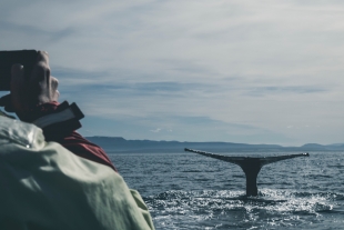 Учёные выяснили, что водоросли для китов являются скрабом