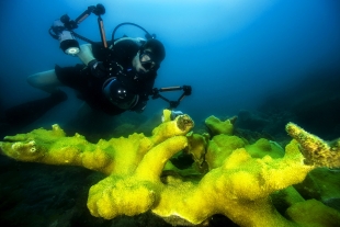 Российские учёные обнаружили в Японском море новый вид водорослей