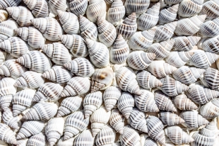 Российские учёные открыли 4 новых вида пресноводных моллюсков