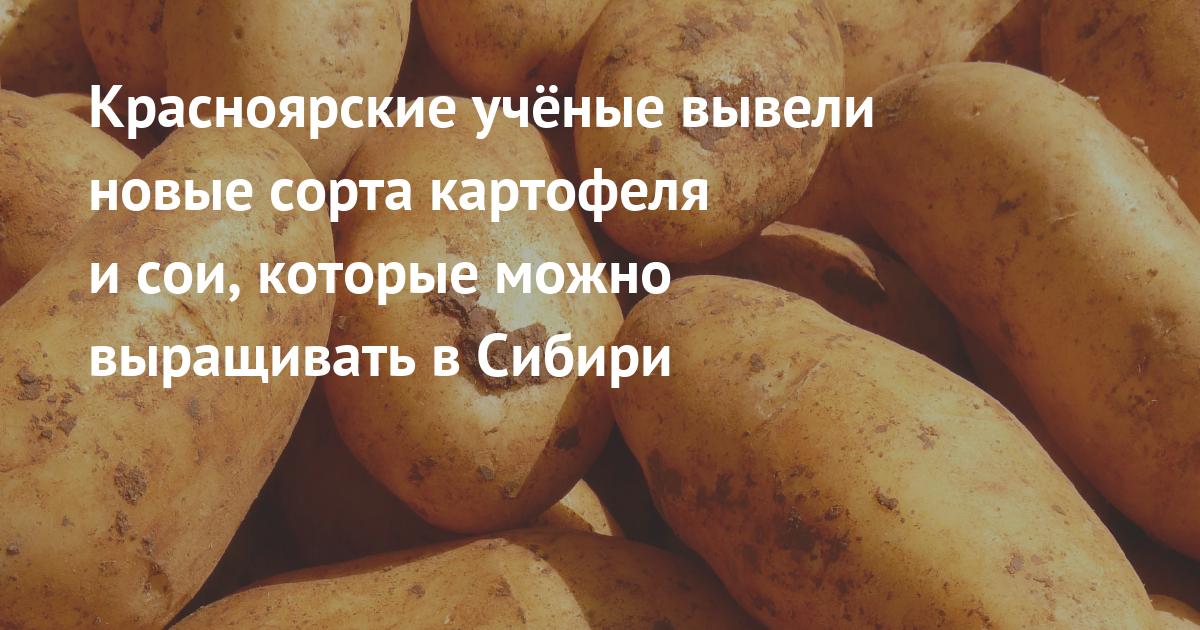 Красноярские учёные вывели новые сорта картофеля и сои, которые можно выращивать в Сибири